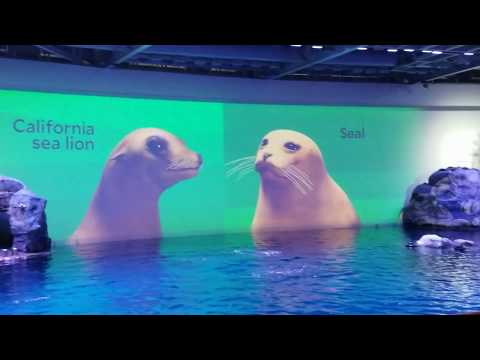 shedd-aquarium-dolphin-show