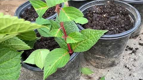 Cách giâm cành cây hoa Cẩm Tú Cầu dễ dàng, nhanh chóng, xác suất thành công 100/100 trong mùa Thu.