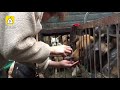 屠夫菜场当街杀狗剥皮 待宰狗吓呆 屠夫菜场当街杀狗剥皮 待宰狗吓呆