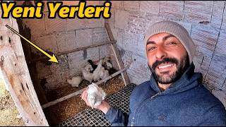 CivCiv'leri Taşıdım!-Keçiler İle Doluya Yakalandık!-Köy Evine Malzeme Aldım/#keçi #civciv