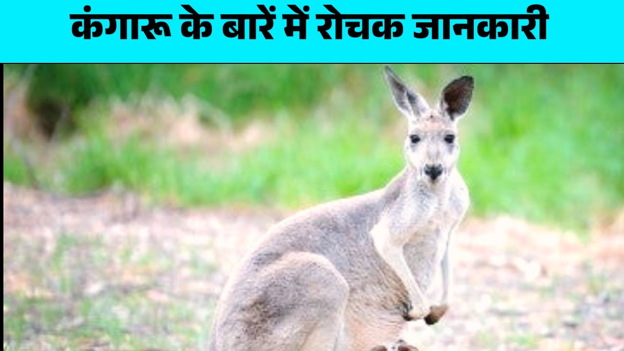 कंगारू के बारे में रोचक जानकारी 