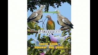 gacoooorrrr!!!!!! suara pikat burung tekukur dan punai #suara #burung #punai #tekukur