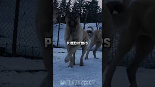 Kangal Vs A Pitbull Who Would Win?