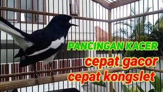 pancingan kacer yang kurang emosi atau birahi,supaya cepat gacor, dan kongslet