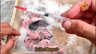 FORMULA MILK FOR 0 DAY OLD RABBITS