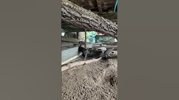 ไก่ป่า100คอเริ่มกลับมาเหลืองแล้ว