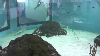 Bonnethead Sharks