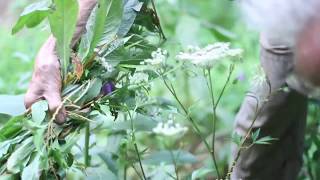 Dodder (Cuscuta)