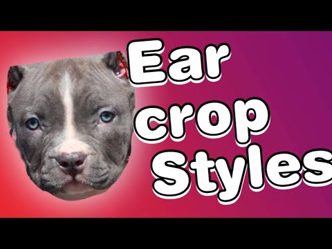 Ear cropping styles for Pitbulls!