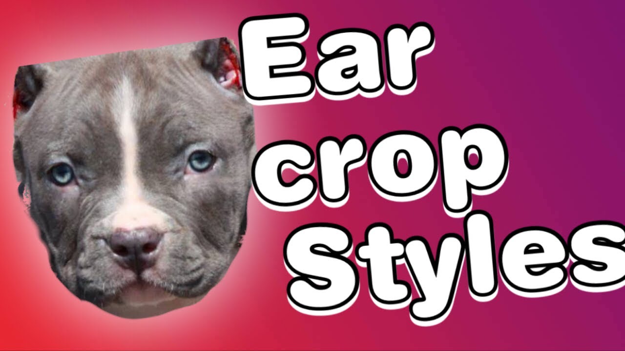 vets that ear crop near me