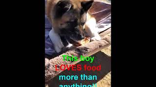 Video of adoptable pet named Oakley