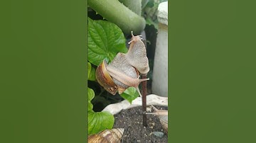 Con ốc sên hoa siêu dễ thương #shorts