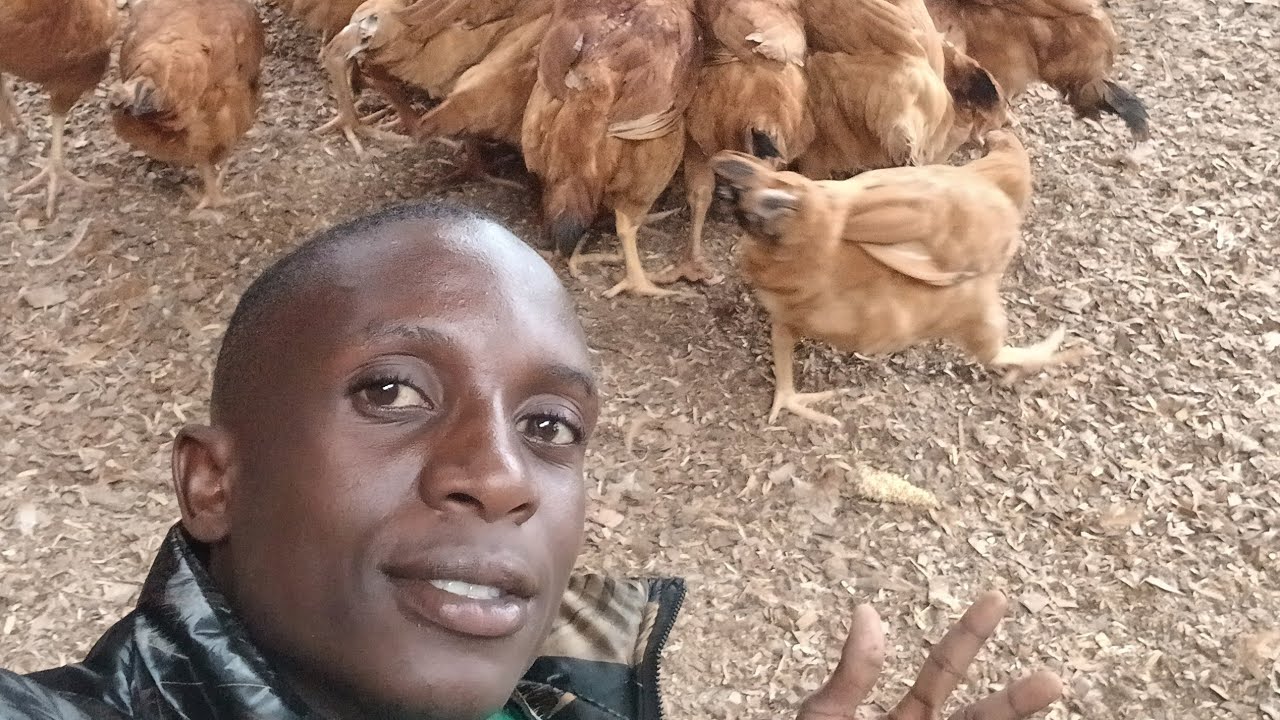My dad chicken 🐔  check 🐓🐓🐓🐓🐓🐓🐓