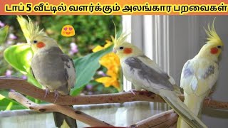 டாப் 5 வீட்டில் வளர்க்கும் அலங்கார பறவைகள்/TOP 5 HOME BREED EXOTIC BIRDS...