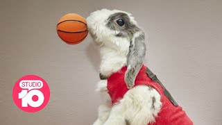 The World’s Most Famous Bunny | Studio 10