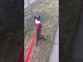 dog running on hind legs - 1006916 dog running on hind legs - 1006916