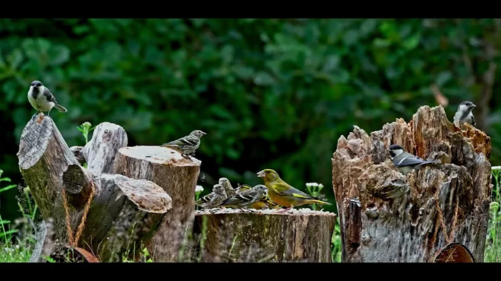 Most Beautiful Birds in the World | Breathtaking Beauty of Earth's Most Exquisite Birds | Relaxation