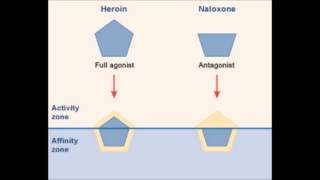 Bengelen Pelagisch sticker Mu Opioid Receptor - YouTube