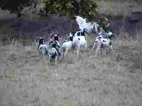 guard llama doing his job youtube guard llamas