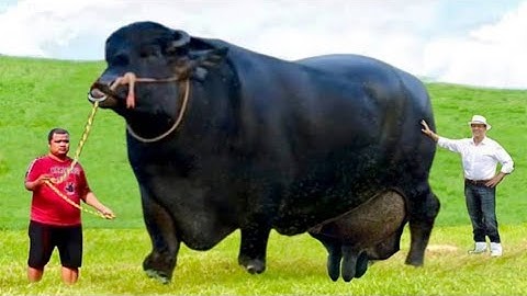 दुनिया की सबसे ज्यादा दूध देने वाली भैंस | Highest Milk Producing Buffaloes In The World