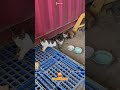 stray catvideos#cat #shortvideo #youtubeshorts #youtube