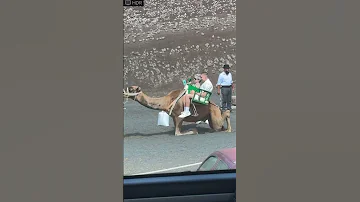 Arabian Camel Standing Up In Lanzarote 