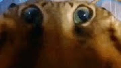 2m39s Netracell speedrun (without titania) 