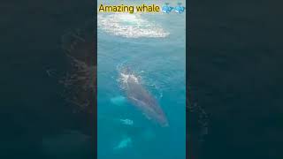 Amazing whale 🐳🐳#sea#wildlife#seawhale#fishing#fish#shark#motivation #trending #ytshorts#shorts