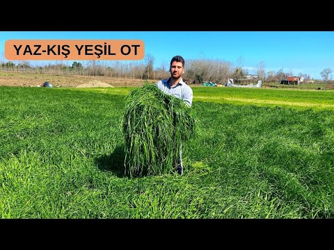 YAZ KIŞ YEŞİL