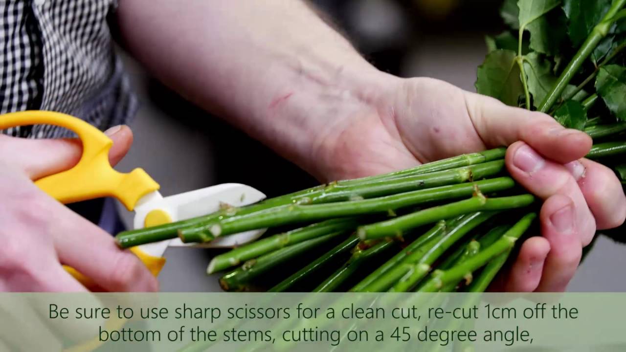 Clean Stems Keep Fresh Cut Flowers Alive Longer