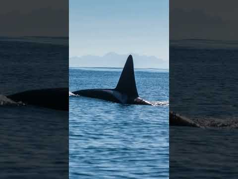 Video: Havets dyr. Verdenshavets fauna