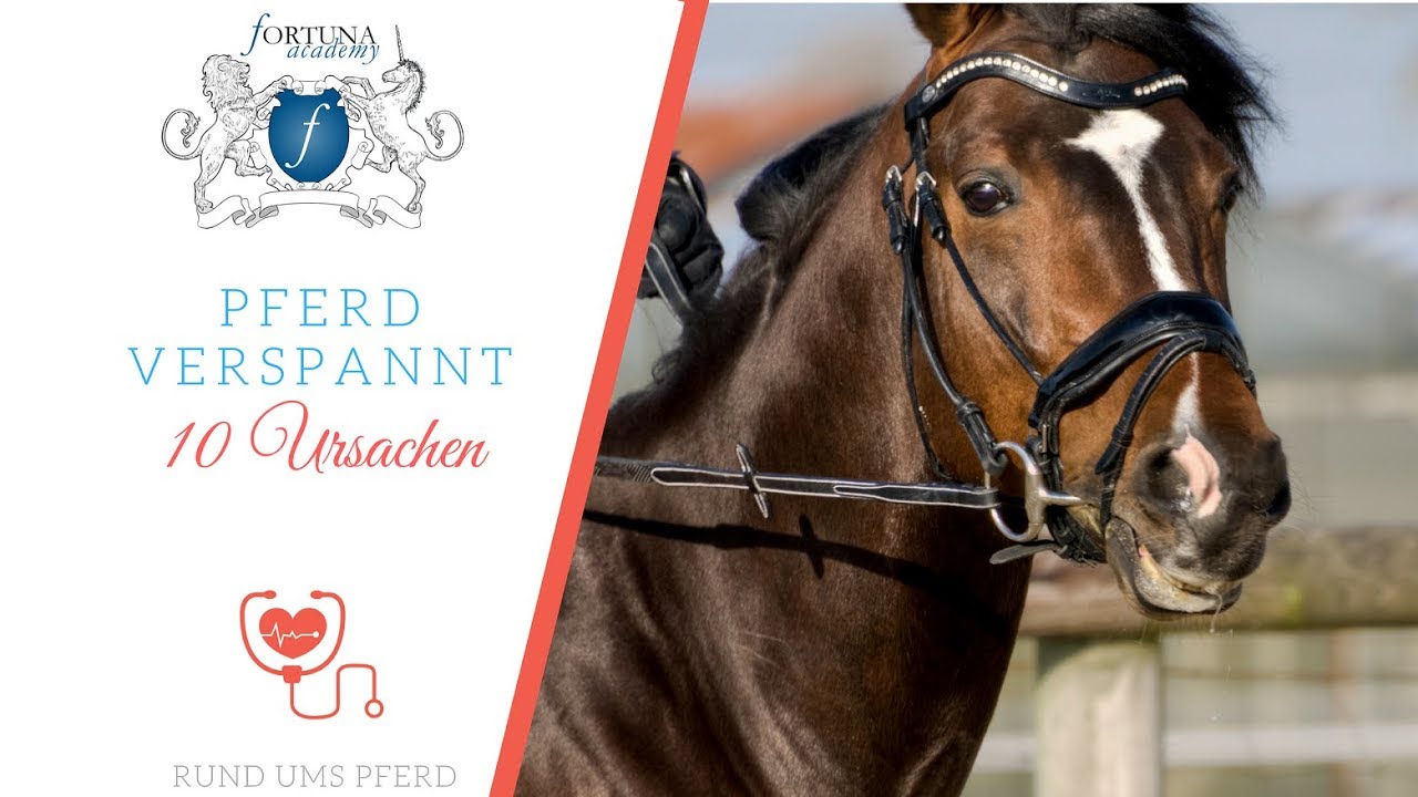 10 Ursachen warum Dein Pferd verspannt läuft I Klaudia Skodnik