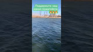 Рыбалка в дельте волги нижняя Волга раскаты Каспия сом на квок ночная рыбалка рыбалка на сазана сом