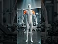 Why Your Shoulders Still Look Narrow (Fix This)