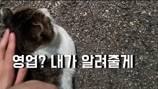 ⁣억대연봉 고양이에게 영업을 배워보자