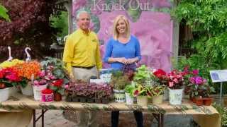 Great Impatiens Alternatives ENGLISH GARDENS
