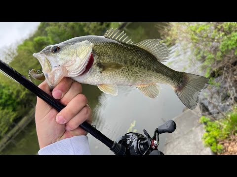 ამერიკელი ბასასუნები