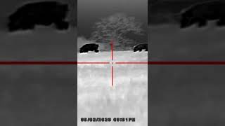 Hunting monster hogs
