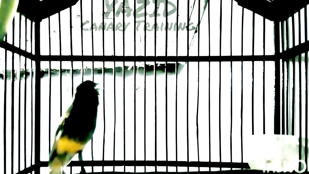stimulate canaries to sing diligently /canary singing / canto Canario ...