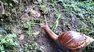 🐌 Giant Snail Exploring the Wet Forest Ground | Relaxing Nature Video 🌿