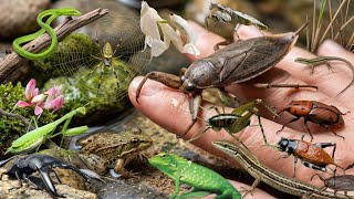 Hunt giant predatory insects in the wild‼️Giant water bugs 