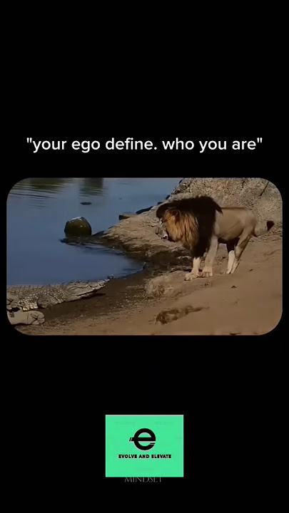 Lion vs Crocodile #kingisking #thelionking #crocodile #lion #wildlife #wildanimals #ego #attitude