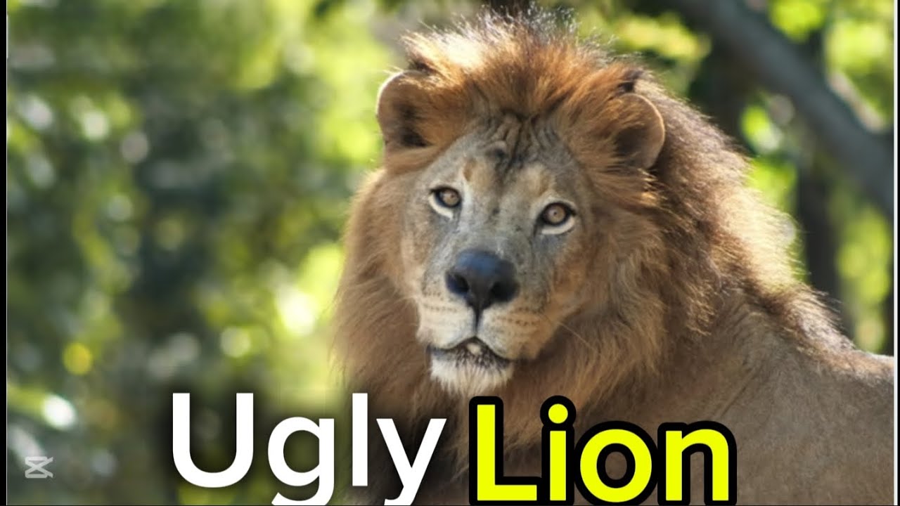 The Ugly Lion Who Scared the Jungle Into Loving Him