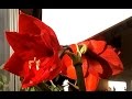 Amaryllis bloom  time lapse compilation