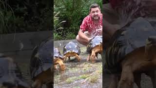 Tortoises React To Rain