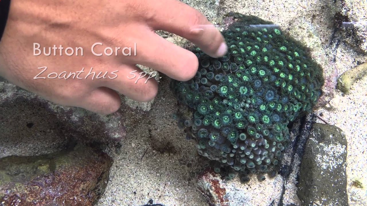 Meet VIMAS Coordinator Howard Forbes