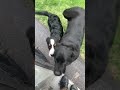 UPS delivery driver meets Newfoundland pup with a Bernese sidekick!!