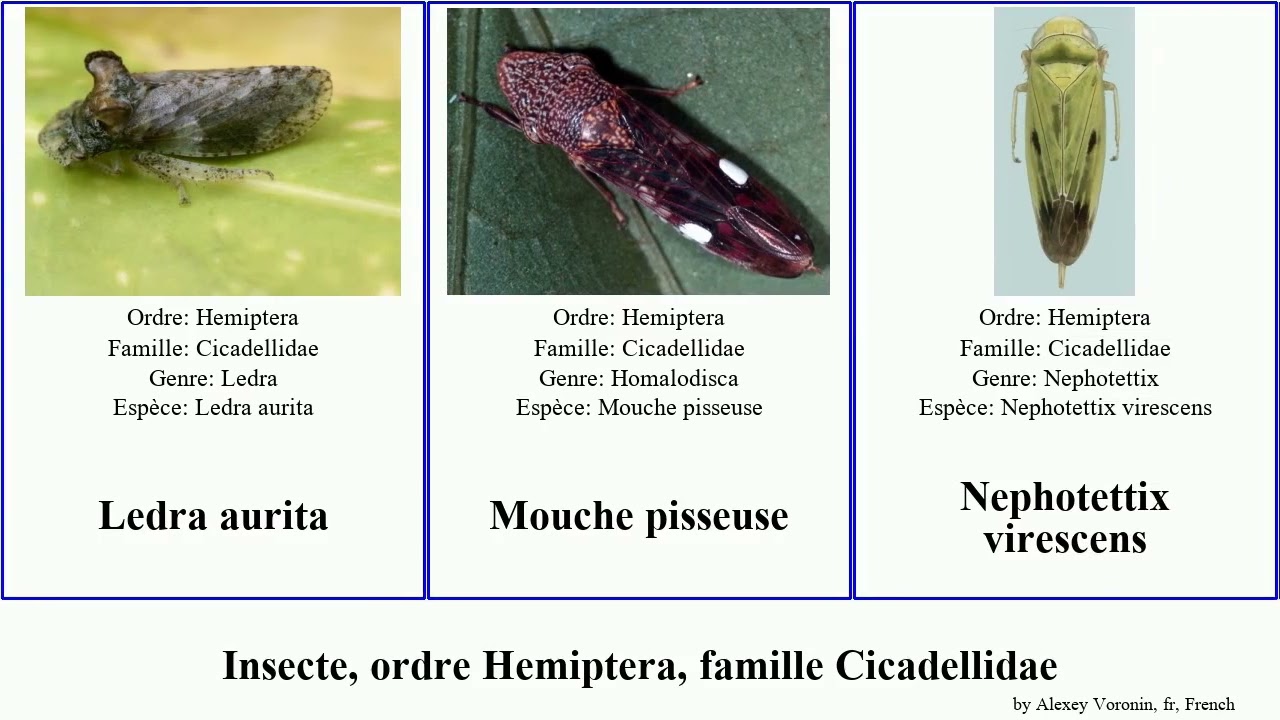 Insecte, ordre Hemiptera, famille Cicadellidae scaphoideus cicadelle des terre rhododendron vitis