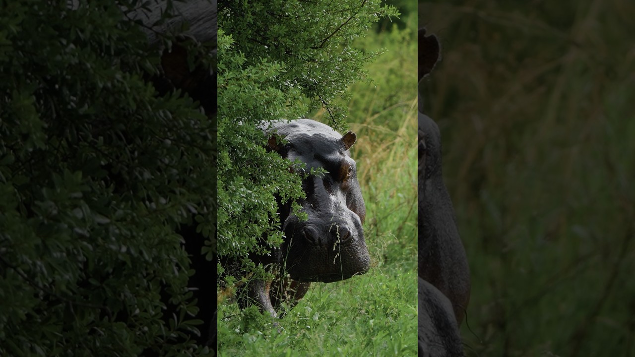 Close Call With a Hippo!