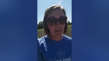 Assessing frost damage in corn (3lf, 2 collar corn)